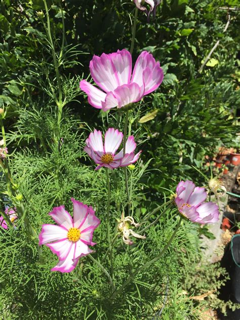 Cosmos Candy Stripe Candy Stripes Candy Plants