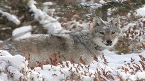 Wisconsin Wolf Population On The Rise