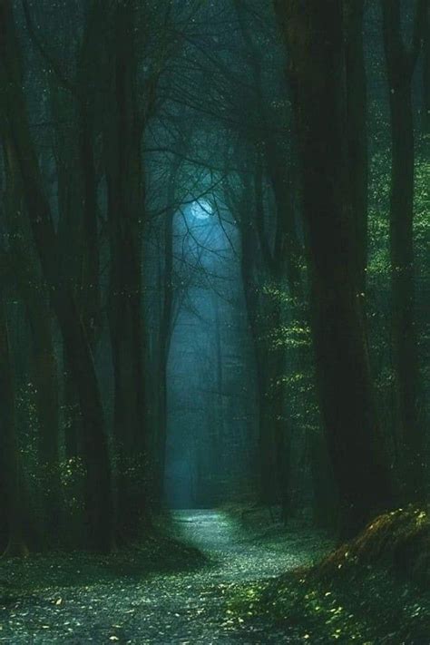 Midnight Moonlight The Woods Inhale During The Day And Exhale At Night