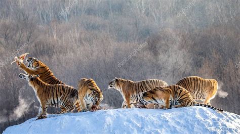 Grupo De Tigres Siberianos Cazando Presas En El Prado Nevado Del Bosque