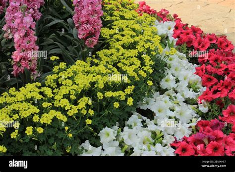 Colorful Flowers Blooming In The Garden Of Five Senses In New Delhi