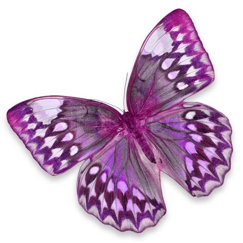 Purple Butterfly Stock Image Colourbox