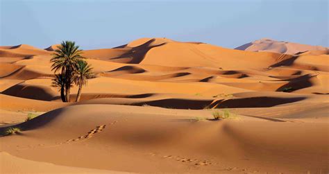 Sahara Desert Plant Life