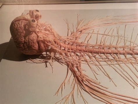 Human Nervous System Cadaver