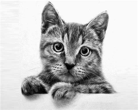 20 Beautiful Realistic Cat Drawings To Inspire You