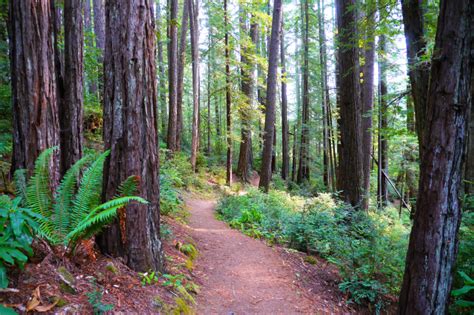 Where To Find The Giant Redwoods Of Oregon Coastal Redwood Oregon