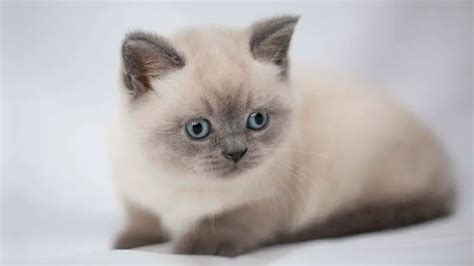 Gorgeous Blue Tabby Point Female British Shorthair