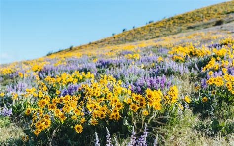 Wallpaper Flowers Hill Nature Field Yellow Wildflowers Steppe