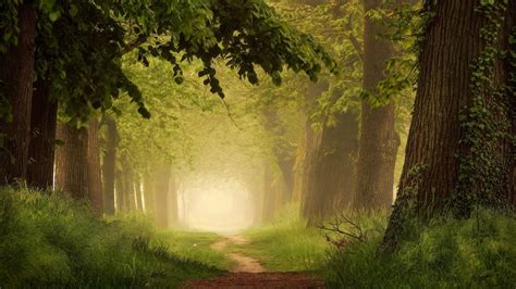 Misty Green Forest Hd Wallpaper Background Image 2000x1125 Id