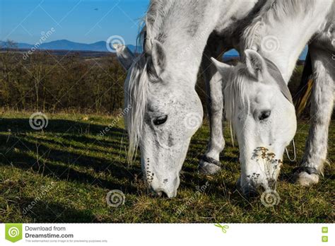 Beautiful White Horse Grazing In A Meadow Stock Image Image Of Spring