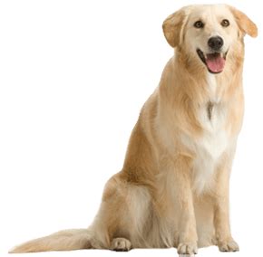 PNG HD Images Of Dogs Transparent HD Images Of Dogs.PNG Images. | PlusPNG