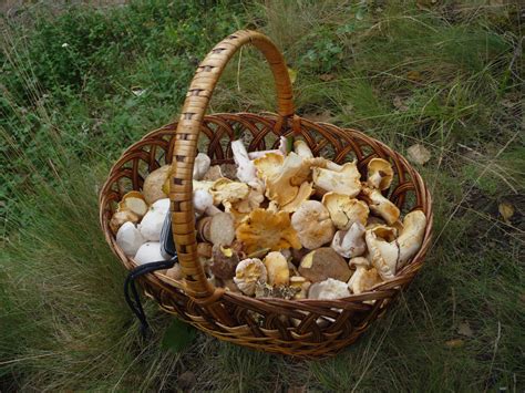 Fileedible Fungi In Basket 2009 G1