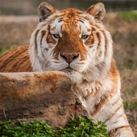 Golden Tiger Spotted In Assams Kaziranga National Park