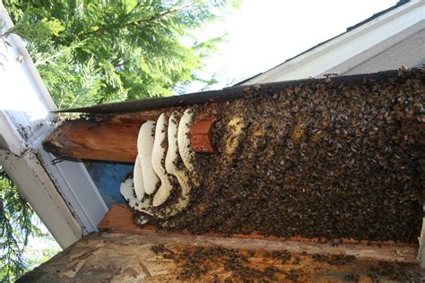 Bees First Beekeeping Part I Mites Wax And Sex Keeping Backyard Bees