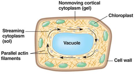 We did not find results for: Plant Life: Cytoplasm