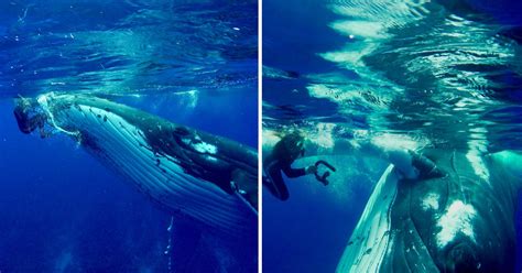 Incredible Video Of Moment Whale Saves Human From Shark Metro News