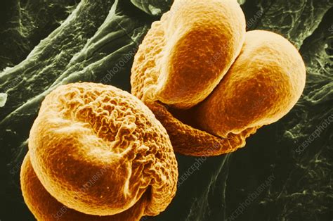 Pine Pollen Sem Stock Image C0282663 Science Photo Library