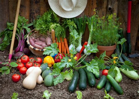 Gemüse Aus Dem Garten 9 Pflegeleichte Gemüsesorten Für Gartenneulinge