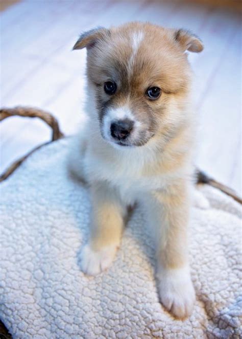 Find your new best friend now. Aww! Donner - F2 Male Pomsky | Pomsky s - VIP Puppies ...