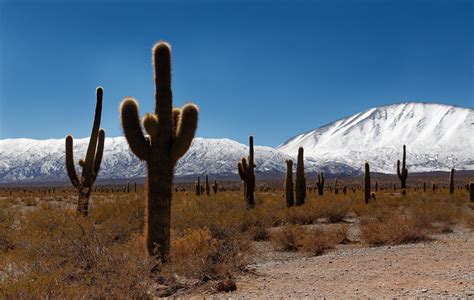 Le cactus est de plus en plus présent dans nos maisons. Majestueux cactus du « Parque Nacional Los Cardones » - Le ...