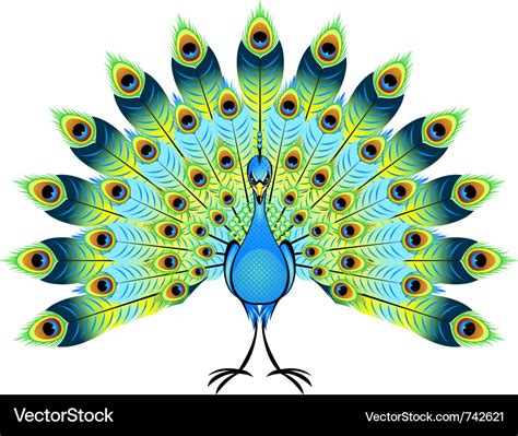 Peacock Royalty Free Vector Image Vectorstock