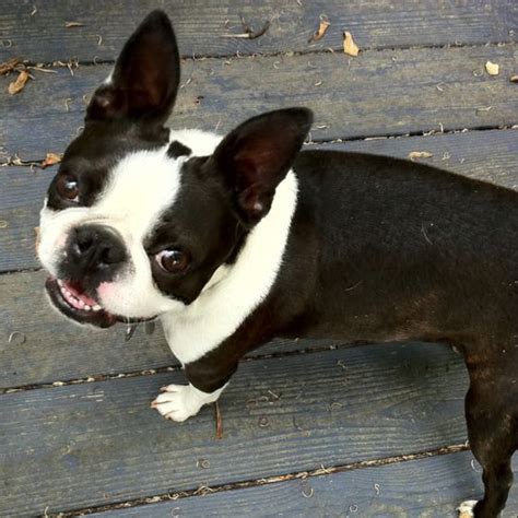 16 Of The Cutest Miniature Boston Terrier Pics Ever The Paws Boston
