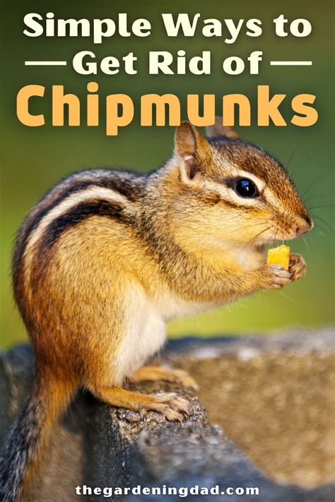 How To Keep Chipmunks Out Of Your Garden 15 Easy Tips Chipmunks
