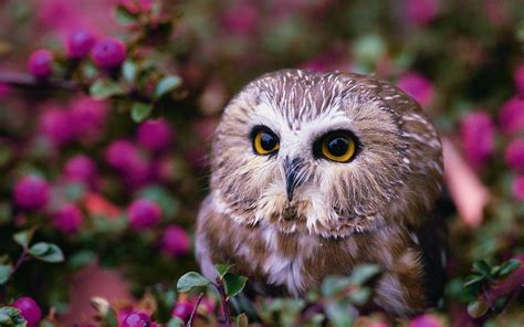 Cute Owl Wallpaper 66 Images