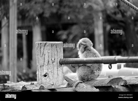 Side View Of A Monkey Looking Away Stock Photo Alamy