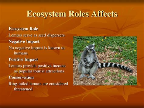 Ppt Ring Tailed Lemur Powerpoint Presentation Free Download Id1865343