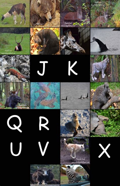 Animal Alphabet Travel Photography And Other Fun Adventures
