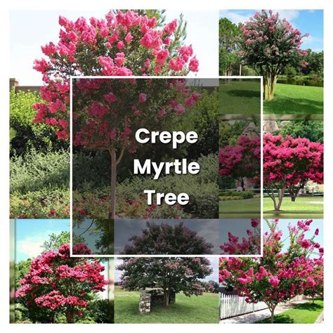 How To Grow Crepe Myrtle Tree Plant Care And Tips Norwichgardener