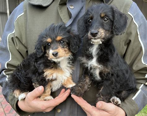 Dachshund X Poodle Carlisle River Petsforhomes