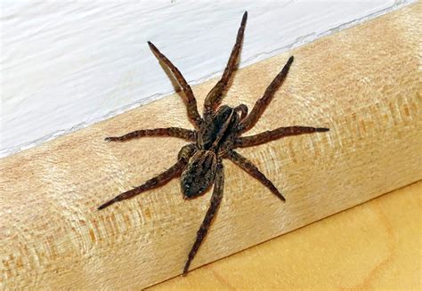 The Wolf Spider Is Autumns Most Frightening Home Intruder The
