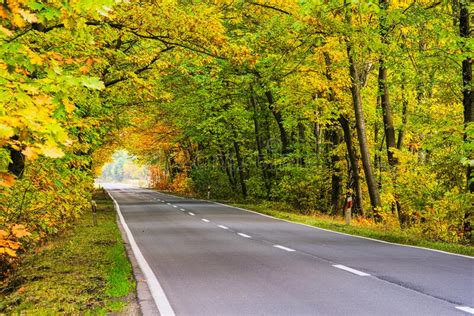 Asphalt Road Through Deciduous Autumn Forest Stock Image Image Of