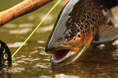 Fly Fishing Wisconsin An Anglers Guide Into Fly Fishing