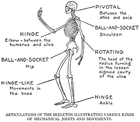 Among them, the fibrous joints are immovable and. Image result for synovial joints | Joints anatomy, Medical ...