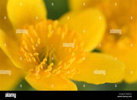 Closeup Of Caltha Palustris Kingcup Marsh Marigold Flower Stock Photo