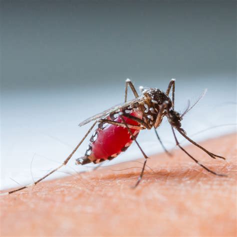 Drug Resistant Malaria Is Emerging In Africa Is The World Ready