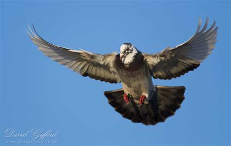 Pigeon In Flight 2 David Ford Photography