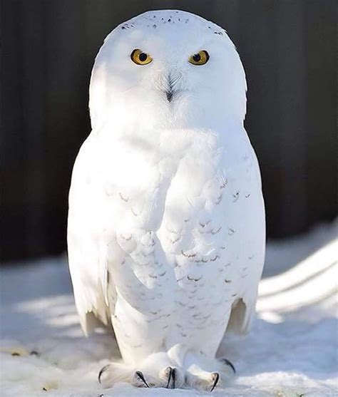Pin Van Justjodi Op Owls Sneeuwuil Prachtige Vogels Babyuil