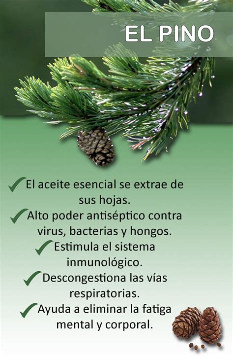 beneficios del aceite de pino hierbas curativas hierbas naturales aceite de pino
