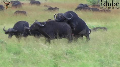 Sex In The Wild Animals Mating Buffalo Style Youtube