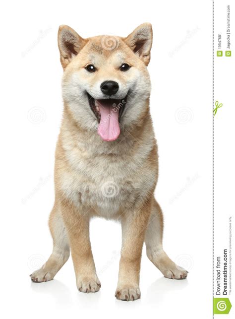 | the place for pictures of the most beautiful breed in the world!,smiling shiba inu,shiba inus: Smiling Shiba Inu Dog Stock Image - Image: 19847681
