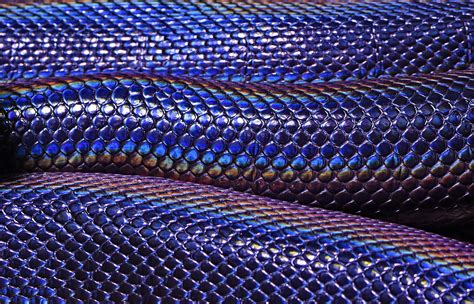 2748x1767 Abstract Blue Snake Scale Iridescence Australia David