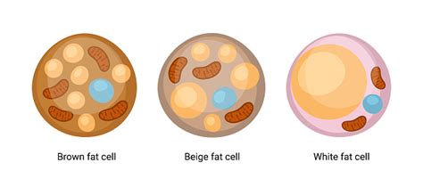 Vector Set Of Brown Beige And White Fat Cells Illustration Of Adipose