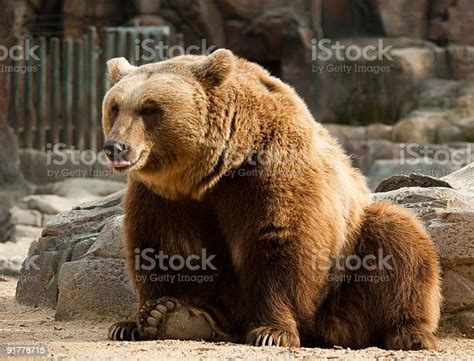 Funny Brown Bear Stock Photo Download Image Now Animal Animal