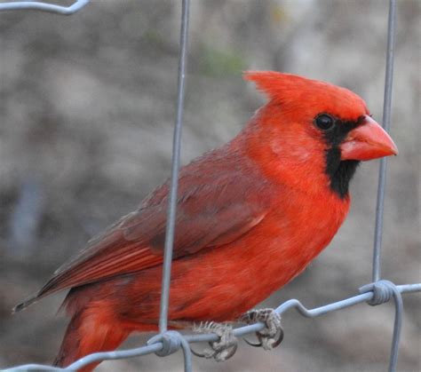Northern Cardinal M Great Hobbies Bird Photo I Am Awesome