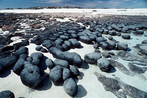 Stromatolites Stock Image B3070187 Science Photo Library
