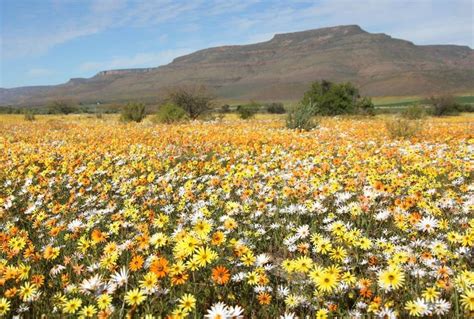 The Wild Flowers Of The Cape And Namaqualand Naturetrek